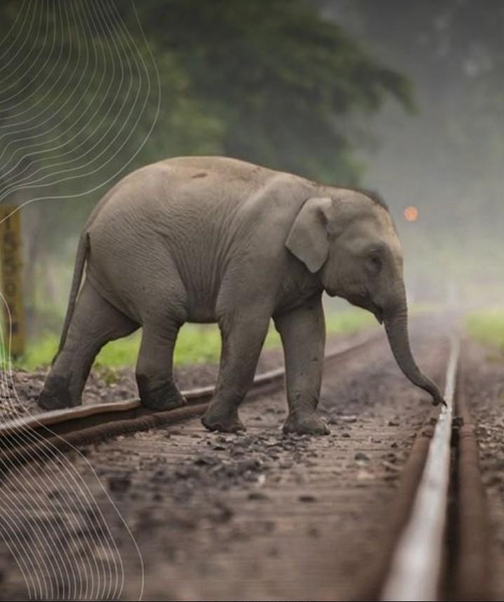 110 wildlife mortality railway stretches getting structures for safe passage: Ministry