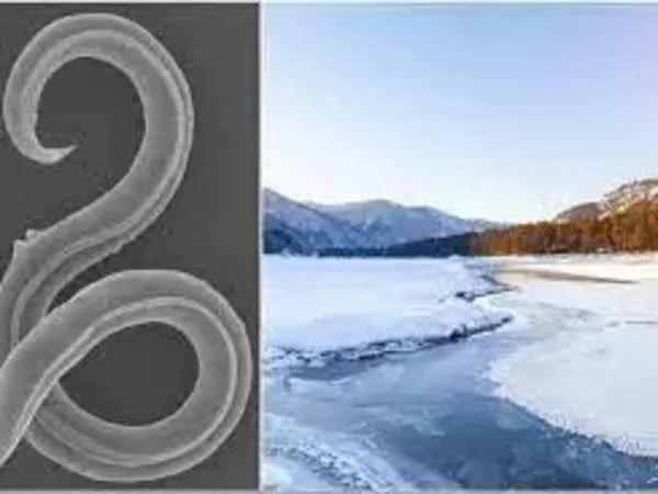 Worm Frozen 46,000 Years Ago