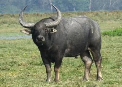 wild bull