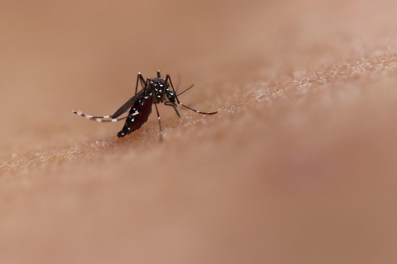 WHO launches guidelines for clinical management of dengue, chikungunya, Zika & yellow fever