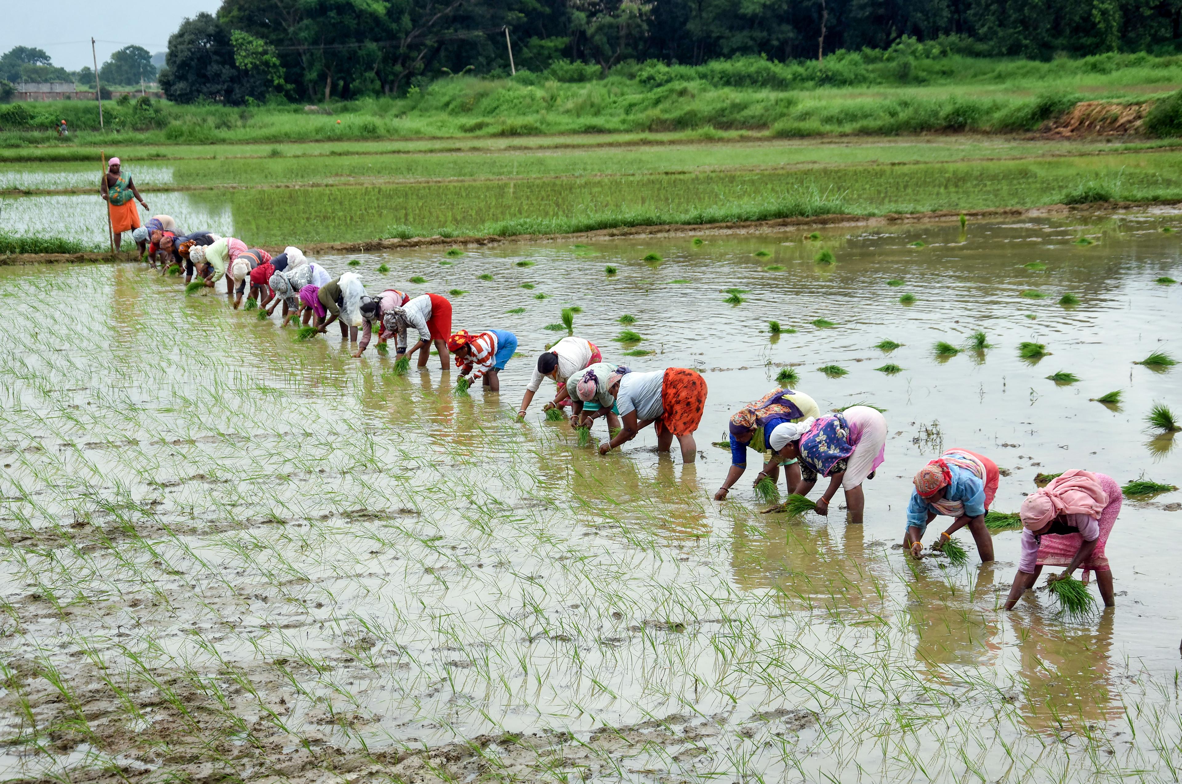Total area sown in current kharif season in India surpasses 1,110 lakh hectares