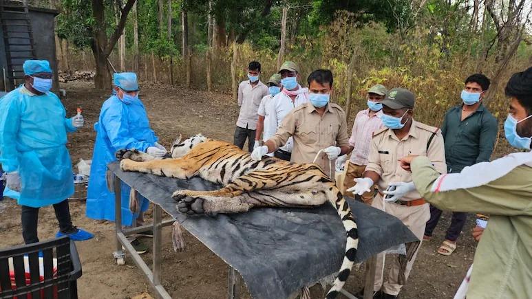 Experts look for CDV outbreak source after big cat family of 5 wiped out in Kanha Tiger Reserve