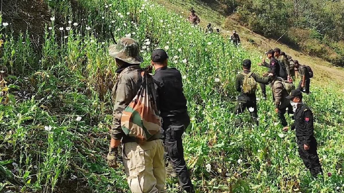 Security forces destroy 35 acres of illegal poppy