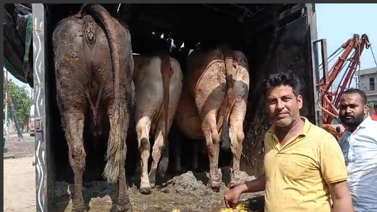 Illegal Cattle Smuggler Muzaffarnagar