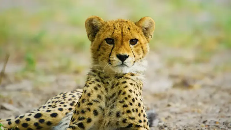 Cheetah Family Grows